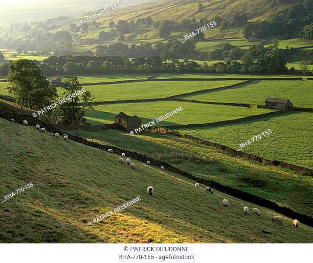 Walled fields and barns near Gunnister, Swaledale, Yorkshire Dales National Park, Yorkshire, England, United Kingdom, Europe
