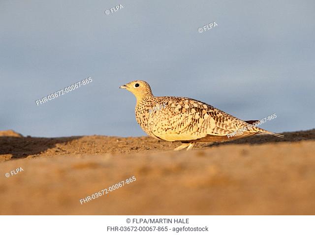 Chestnut-bellied Sandgrouse (Pterocles exustus) adult female, standing at edge of water, Awash N.P., Ethiopia, November