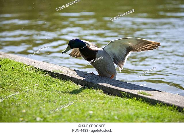 Male mallard duck Anas Platyrhynchos getting out of the Norfolk Broads in spring