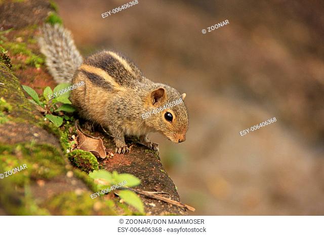 Nothern palm squirrel (Funambulus pennantii) sitti