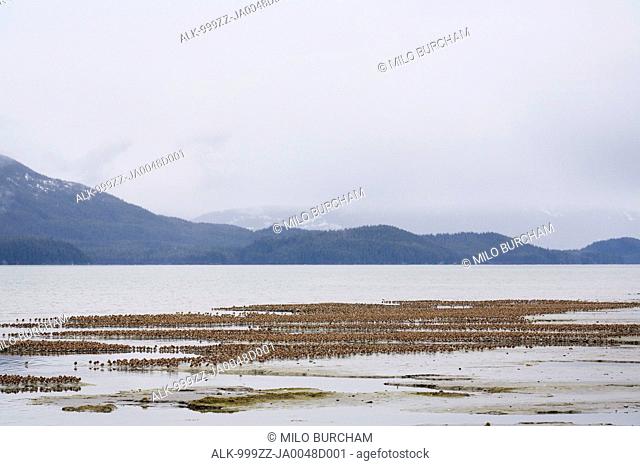 Large flock of Western Sandpipers and Dunlins roosting on mud flats of Hartney Bay during Spring migration, Copper River Delta, Southcentral Alaska