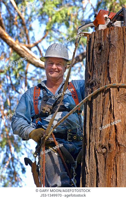 Logger 40 feet above ground in incense cedar tree, removing tree in sections