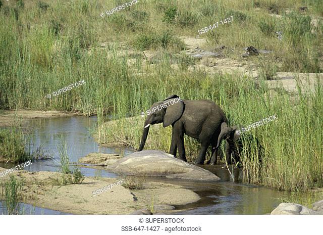 African Elephants (Loxodonta Africana) Kruger National Park, South Africa