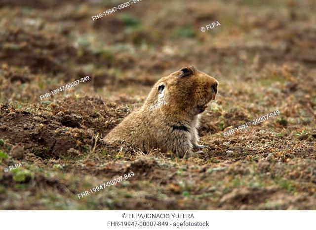 Giant Mole-rat Tachyoryctes macrocephalus adult, surfacing from burrow entrance, Bale Mountains, Oromia, Ethiopia