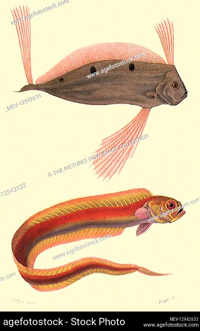 A Ribbonfish and a Bandfish