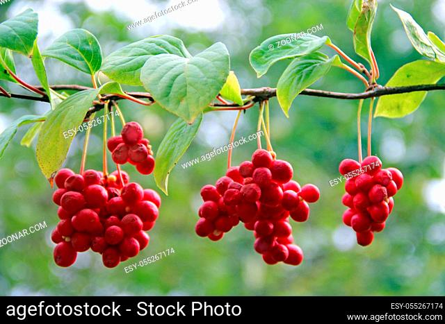 Red schisandra growing on branch in row. Clusters of ripe schizandra. Crop of useful plant. Red schizandra hang in row on green branch