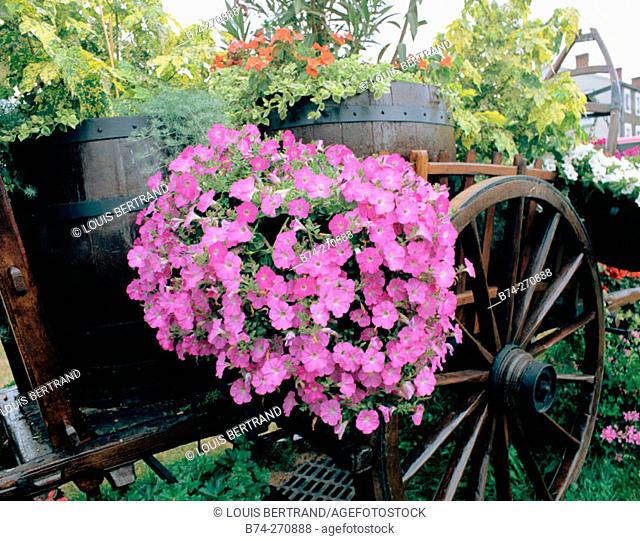 Flowers and plants in a cart