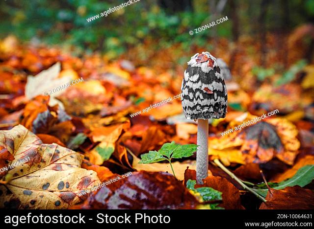 Black Coprinopsis picacea mushroom with white spots in a forest in the fall with autumn leaves in beautiful autumn colors in the autumn season