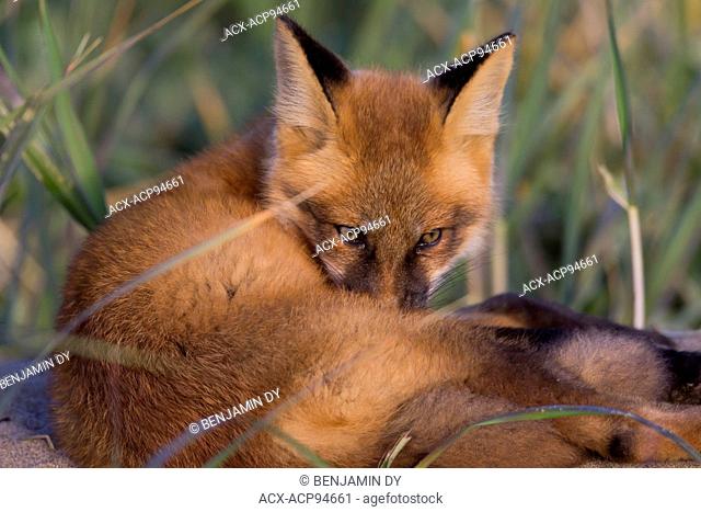 Red fox, Vulpes vulpes, In the tundra, Hudson bay, Nunavik, Quebec, Canada