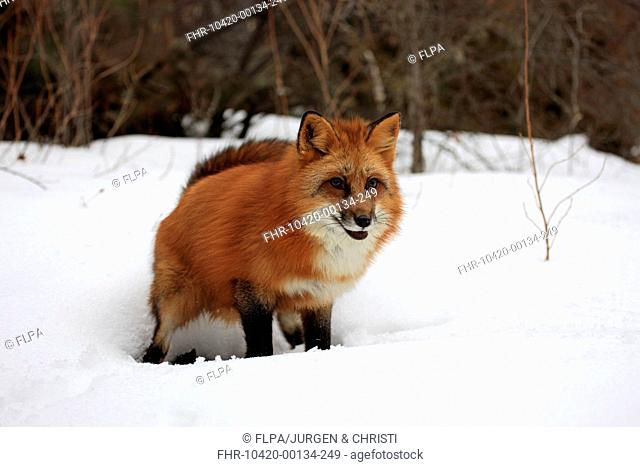 American Red Fox Vulpes vulpes fulva adult, defecating in snow, Montana, U S A , winter captive