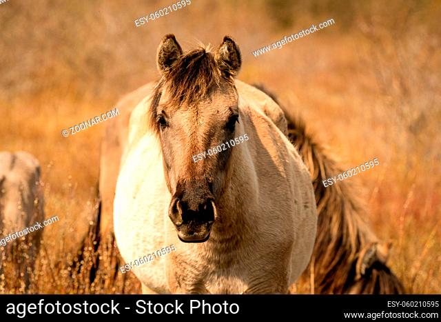 Head of a konik horse mare. In the golden reeds