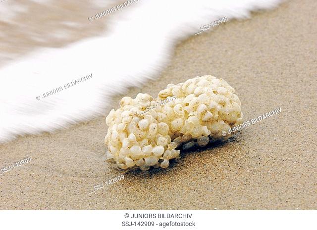 common whelk - eggs / Buccinum undatum