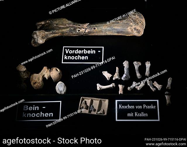 26 October 2023, Thuringia, Schweina: Bone finds lie in a display case during the press tour before the reopening in the Altenstein Cave