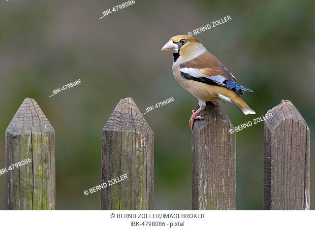 Hawfinch (Coccothraustes coccothraustes), in a plain dress, sitting on a lattice fence, biosphere area Swabian Alb, Baden-Württemberg, Germany