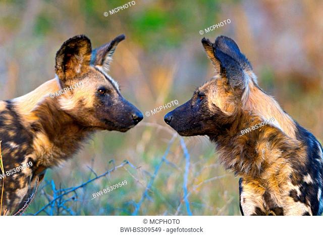 African wild dog (Lycaon pictus), two African wild dogs looking at each other, South Africa, Hluhluwe-Umfolozi National Park