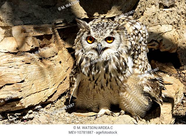 Eagle Owl Bengal / Indian Eagle Owl (Bubo bengalensis)