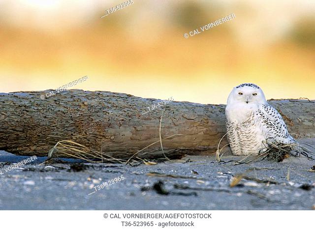 A Snowy Owl (Nyctea scandiaca) at sunset on the beach at Jones Beach State Park on New York's Long Island. Snowy Owls move south in the winter from their arctic...