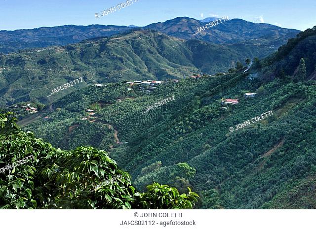 Costa Rica, Tarrazu Valley, Coffee Farm, High Elevation, Coffee Plants, Talamanca Mountain Range, The Los Santos Region