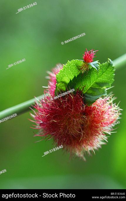 Mossyrose gall wasp ( Diplolepis rosae) , rose gall, rose apple, sleep apple