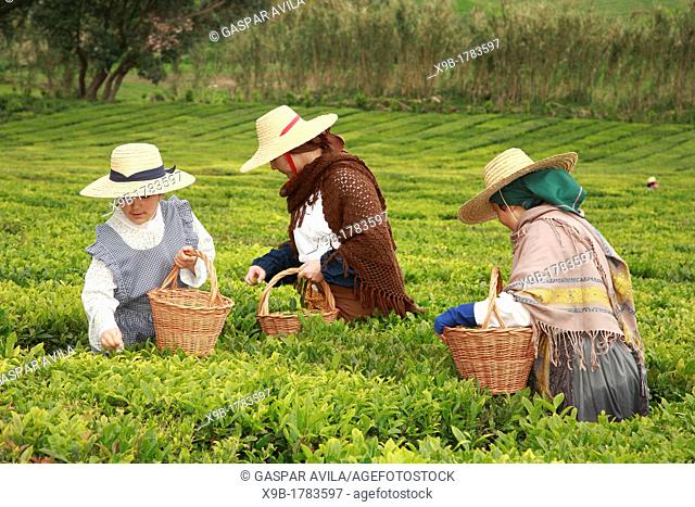 Workers picking tea leaves in Porto Formoso tea gardens while wearing traditional garments  Sao Miguel, Azores, Portugal