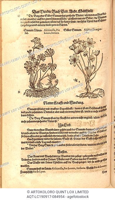 Alchimilla, Pes Leonis, Stellaria and Argentine Alchimilla, Sinnaw and Silver Sinnaw, Fol. 411v, 1590, Pietro Andrea Mattioli