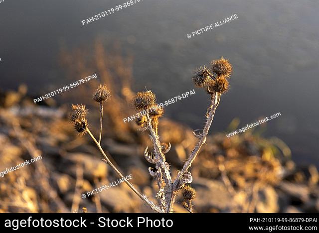 17 January 2021, Saxony-Anhalt, Wolmirstedt: There are dried-up burdocks along the Mittelland Canal. Photo: Stephan Schulz/dpa-Zentralbild/ZB
