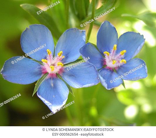 Blue pimpernel Anagallis monelli, Anagallis collina, Anagallis linifolia