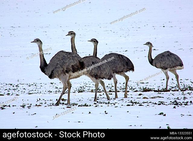 Rhea on a snow-covered field near Utecht on Lake Ratzeburg. Escaped from an enclosure in Gross-Groenau in autumn 2000, up to 300 specimens now live in the...