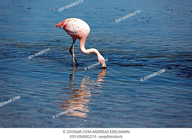Flamingo in der Laguna Chaxa in Chile
