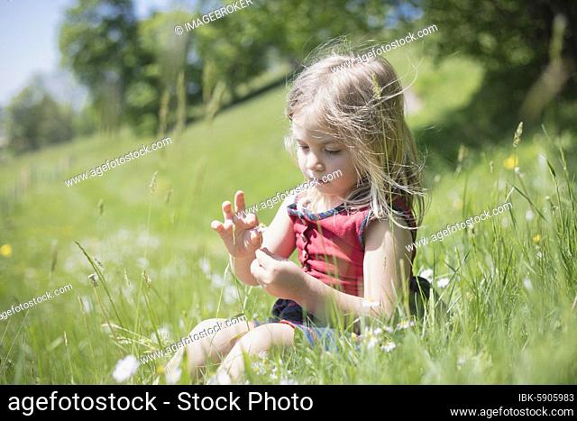 Girls, Picking daisies, Schliersee, Bavaria, Germany, Europe