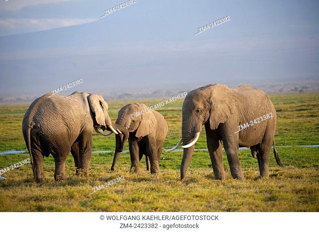 Male African elephants (Loxodonta Africana) sparing in Amboseli National Park in Kenya