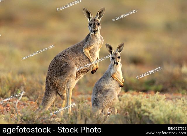 Red kangaroo (Macropus rufus), adult with young alert, Sturt National Park, New South Wales, Australia, Oceania