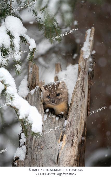 American Pine Marten (Martes americana) in winter, watching out of a hollow tree stump during snowfall, looks cute, Montana, USA