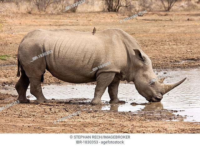 Rhinoceros (Ceratotherium simum) at waterhole, Tshukudu Game Lodge, Hoedspruit, Greater Kruger National Park, Limpopo Province, South Africa