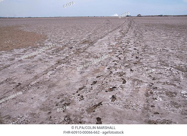 Footprints in dried mud lake of mud volcano, environmental disaster which developed after drilling incident, Porong Sidoarjo, near Surabaya, East Java