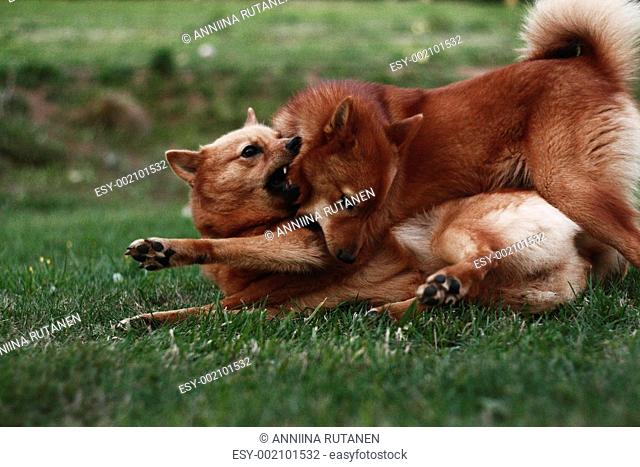 two Finnish Spitz dogs