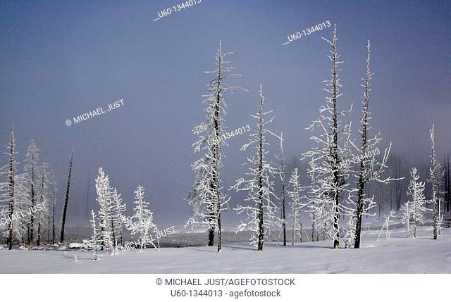 Hoar frost forms on dead trees during a frigid morning at Yellowstone National Park, Wyoming