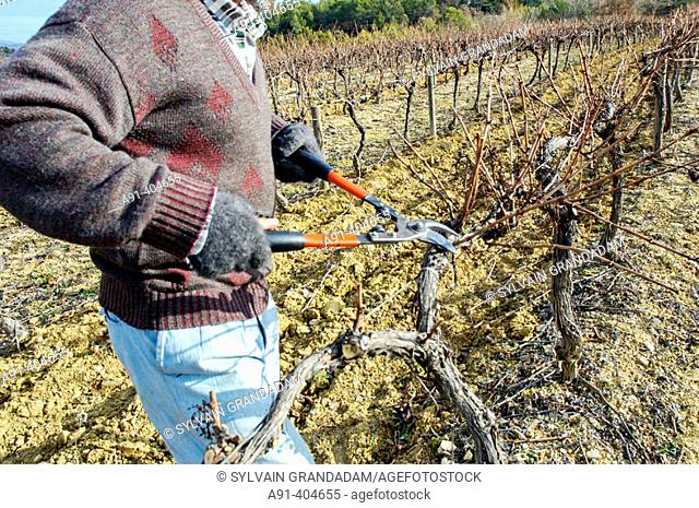 Pruning vineyards near Apt, Luberon region. Vaucluse, Provence, France