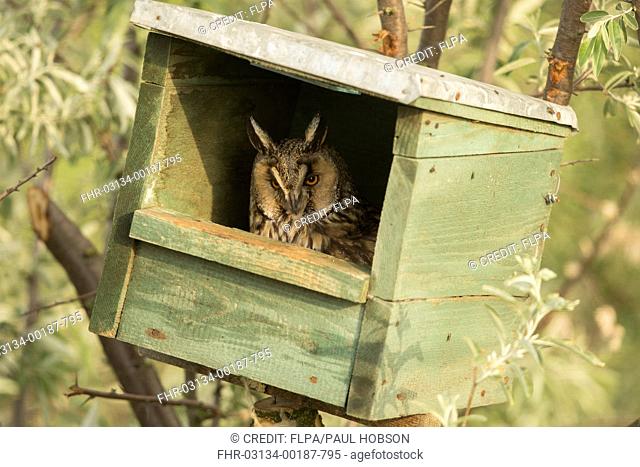 Long-eared Owl (Asio otus) adult, sitting on nest in nestbox, Hungary, May