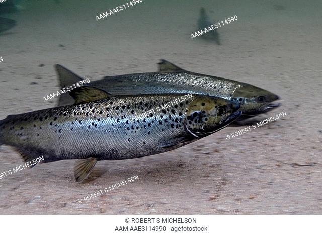 Landlock Atlantic Salmon Female Swimming Right, 2 Shot, Squam Lake, Nh. Salmo Salar, Fish