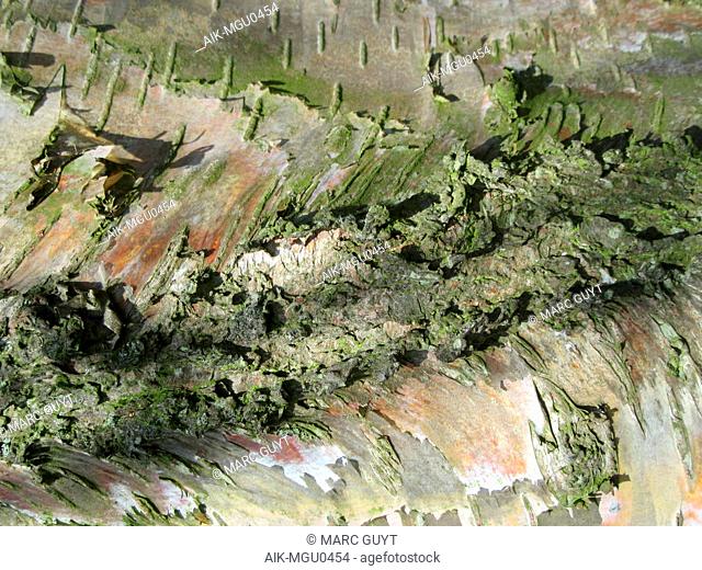 Detail of a green colored bark of a birch tree in the Netherlands