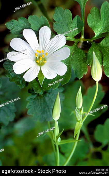 Greater Stitchwort (Stellaria holostea), Greater Stitchwort in flower in spring, Clove family, Addersmeat, Greater Stitchwort in flower in spring