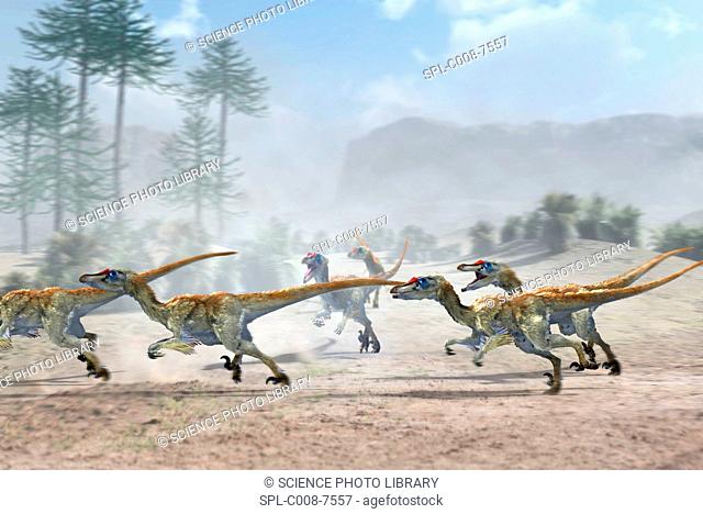 Velociraptor dinosaurs. Artwork of a group of Velociraptor mongoliensis dinosaurs running in pursuit of their prey not seen
