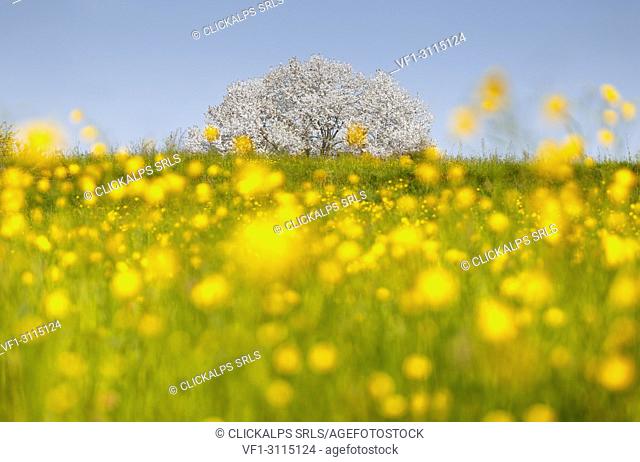 Buttercups (Ranunculus) flowers frame the most biggest cherry tree in Italy in a spring time, Vergo Zoccorino, Besana in Brianza, Monza and Brianza province