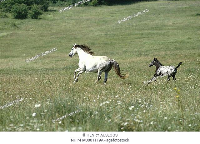 APPALOOSA HORSES Equus caballus mother & young running