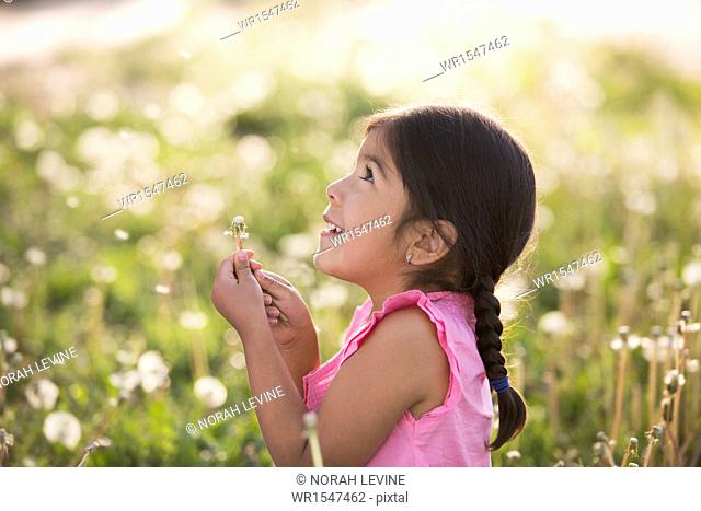 A young child in a field of flowers, blowing the fluffy seeds off a dandelion seedhead clock