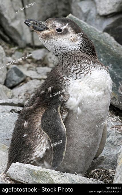 Magellanic penguin moulting among the rocks of the Antarctic Islands
