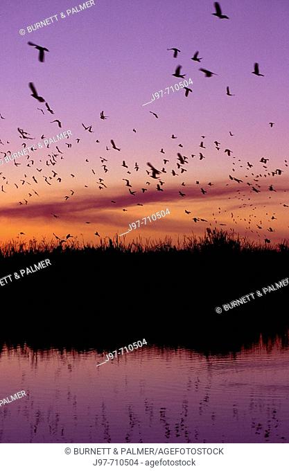 Birds flock in large numbers over the Everglades during sunset, Loxahatchee Wildlife Refuge, Palm Beach, Florida, USA