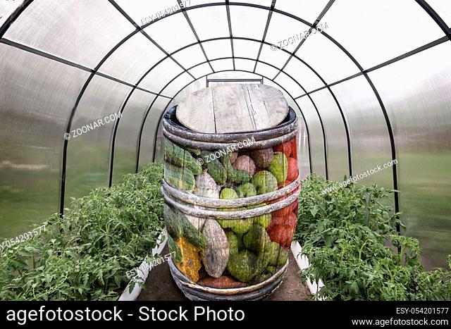 An unexpected concept of the future harvest: against the background of a greenhouse with growing seedlings barrels with a harvest of vegetables