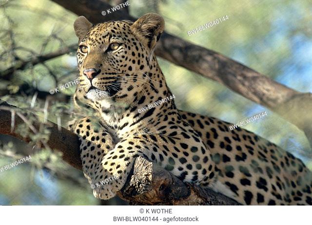 leopard Panthera pardus, resting in a tree, Namibia